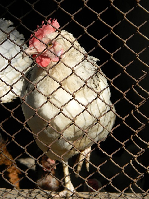 戴维斯与拜 戴维斯与拜